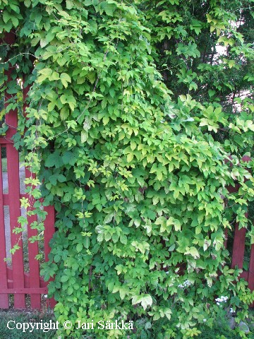 Humulus lupulus 'Aureus'